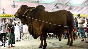 ৪২ (42) মণ ওজনের ‘সুলতান’ এবার শেরপুরে কোরবানীর হাটে উঠবে
