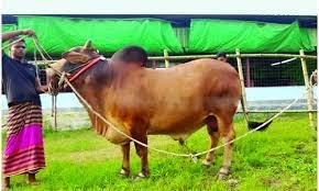 বরিশালে অনলাইন ও এফবিতে জমে উঠেছে কোরবানীর পশুর হাট