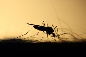 মশার হাত থেকে বাঁচার ঘরোয়া উপায়! 2 mosquito 3860900 1920 মশার হাত থেকে বাঁচার ঘরোয়া উপায়!
