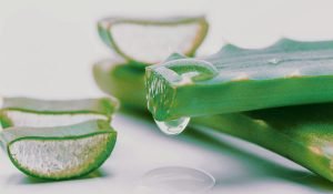 অ্যালোভেরা image collected and edited for reuse