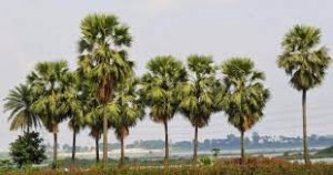 ঠাকুরগাঁওয়ে ৭ বছরে ৩৫ হাজার তালবীজ বপণ করে অনন্য দৃষ্টান্ত স্থাপন করেছেন খোরশেদ আলী