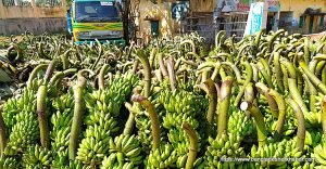 Banana Cultivation কলা চাষ 7 Banana Cultivation, কলা চাষ 7
