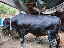 নাটোরের কালাতুফান