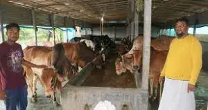 নওগাঁয় ৩ লাখ ৮০ হাজার ৪৯১টি কোরবানীর পশু পালন