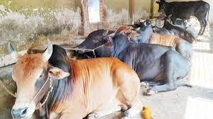 নওগাঁয় ৩ লাখ ৮০ হাজার ৪৯১টি কোরবানীর পশু পালন