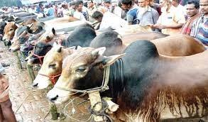 নওগাঁয় ৩ লাখ ৮০ হাজার ৪৯১টি কোরবানীর পশু পালন