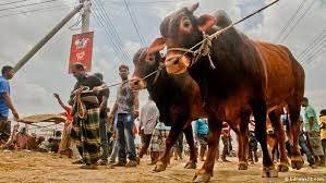 বাগেরহাটে কোরবানি এর জন্য প্রস্তুত ৩৭ হাজার পশু
