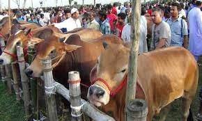 বাগেরহাটে কোরবানি এর জন্য প্রস্তুত ৩৭ হাজার পশু