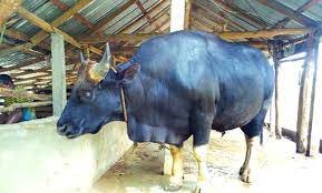 গয়াল পালন কুমিল্লায় জনপ্রিয় হচ্ছে