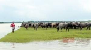 ভোলায় মহিষের জন্য গভীর নলকূপ ও পানির হাউজ স্থাপন হচ্ছে