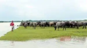 ভোলায় মহিষের জন্য গভীর নলকূপ ও পানির হাউজ স্থাপন হচ্ছে