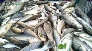 নওগাঁয় ২২ হাজার ৩৯৯ মেট্রিক টন উদ্বৃত্ত মাছ উৎপাদন