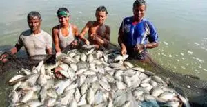 নওগাঁয় ২২ হাজার ৩৯৯ মেট্রিক টন উদ্বৃত্ত মাছ উৎপাদন