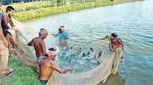 চাহিদার উদ্বৃত্ত মাছ উৎপাদন করছে ফেনীর মৎস্য চাষীরা