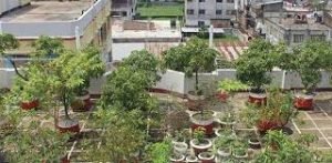 download 2022 03 23T125110.270 কুমিল্লার আব্দুর রবের ছাদবাগানটি যেন এক টুকরো সবুজ উদ্যান