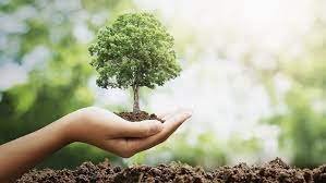বরগুনায় প্রচুর গাছের চারা রোপণ করা হচ্ছে