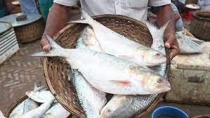 ভোলায় মা ইলিশ সংরক্ষণ অভিযান সফল করতে প্রচারণা