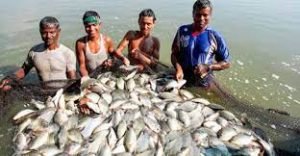 কুমিল্লায় প্লাবন ভূমিতে চাহিদার চেয়েও বেশি মাছ উৎপাদন 3 কুমিল্লায় প্লাবন ভূমিতে চাহিদার চেয়েও বেশি মাছ উৎপাদন