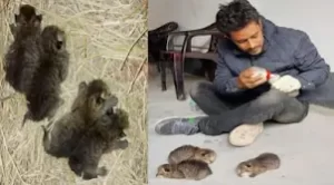 ভোলায় উদ্ধার হওয়া মেছো বাঘের বাচ্চাগুলো ভালো আছে