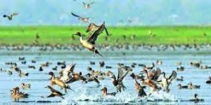 অতিথি পাখির কলকাকলিতে মুখরিত নড়াইলের অরুনিমা রিসোর্ট