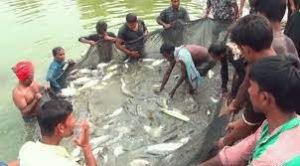 দাউদকান্দির প্লাবনভূমিতে বসন্ত গ্রীষ্মে ধান -বর্ষা হেমন্তে মাছ চাষ