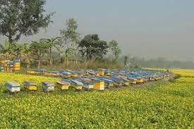 ফেনীতে সরিষা ফুল থেকে মধু আহরণ