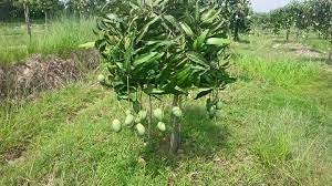 কুমিল্লায় নার্সারি ব্যবসায় বদলে দিয়েছে পাবেলের ভাগ্য