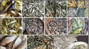download 54 8 ভোলায় দেশি প্রজাতির বিভিন্ন মাছের চাষ হচ্ছে