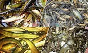 দক্ষিণ-পশ্চিমাঞ্চলের ১০ জেলায় দেশীয় প্রজাতির মাছ, শামুক সংরক্ষণ ও উন্নয়ন প্রকল্প গ্রহণ 6 দক্ষিণ-পশ্চিমাঞ্চলের ১০ জেলায় দেশীয় প্রজাতির মাছ, শামুক সংরক্ষণ ও উন্নয়ন প্রকল্প গ্রহণ