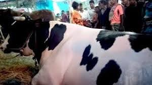 হবিগঞ্জের কোরবানীর হাটের আকর্ষণ রাজা ও বাদশা 2 হবিগঞ্জের কোরবানীর হাটের আকর্ষণ রাজা ও বাদশা