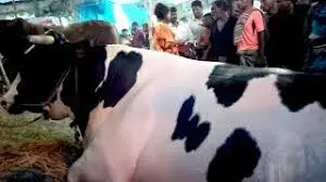 হবিগঞ্জের কোরবানীর হাটের আকর্ষণ রাজা ও বাদশা 2 হবিগঞ্জের কোরবানীর হাটের আকর্ষণ রাজা ও বাদশা