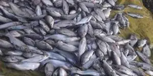 বরিশালের উজিরপুরের সাদা মাছ বাজারের সুনাম রয়েছে দেশজুড়ে