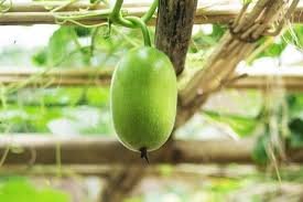 মেহেরপুরে বসত বাড়ির চালে-চালে নজর কাড়ছে চাল কুমড়ো 1 মেহেরপুরে বসত বাড়ির চালে-চালে নজর কাড়ছে চাল কুমড়ো