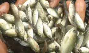 দাউদকান্দির প্লাবনভূমিতে বসন্ত গ্রীষ্মে ধান -বর্ষা হেমন্তে মাছ চাষ 4 দাউদকান্দির প্লাবনভূমিতে বসন্ত গ্রীষ্মে ধান -বর্ষা হেমন্তে মাছ চাষ