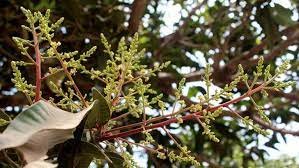 কুমিল্লার গাছে গাছে আমের মুকুল 2 কুমিল্লার গাছে গাছে আমের মুকুল