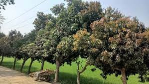 কুমিল্লার গাছে গাছে আমের মুকুল 3 কুমিল্লার গাছে গাছে আমের মুকুল