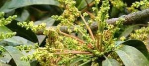 কুমিল্লার গাছে গাছে আমের মুকুল 1 কুমিল্লার গাছে গাছে আমের মুকুল