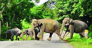 The elephant conservation project is in the offing