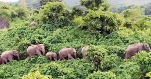 The elephant conservation project is in the offing