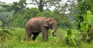 হাতি সংরক্ষণে নতুন প্রকল্প নিয়ে আসছে বন বিভাগ