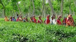 প্রধানমন্ত্রীর প্রতি কৃতজ্ঞতা জানিয়ে আনন্দ উচ্ছ্বাসে কাজে ফিরেছে সিলেট অঞ্চলের চা শ্রমিকরা