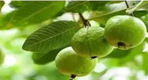 গোপালগঞ্জে ফল বাগানে মিলছে অর্থ ও পুষ্টি 4 গোপালগঞ্জে ফল বাগানে মিলছে অর্থ ও পুষ্টি