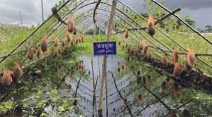 গোপালগঞ্জে ভাসমান কৃষির আধুনিক প্রযুক্তিতে খাদ্য নিরাপত্তার সম্ভাবনা 3 গোপালগঞ্জে ভাসমান কৃষির আধুনিক প্রযুক্তিতে খাদ্য নিরাপত্তার সম্ভাবনা