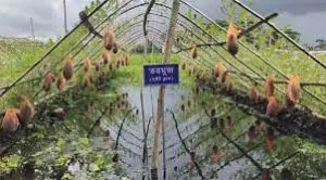 গোপালগঞ্জে ভাসমান কৃষির আধুনিক প্রযুক্তিতে খাদ্য নিরাপত্তার সম্ভাবনা