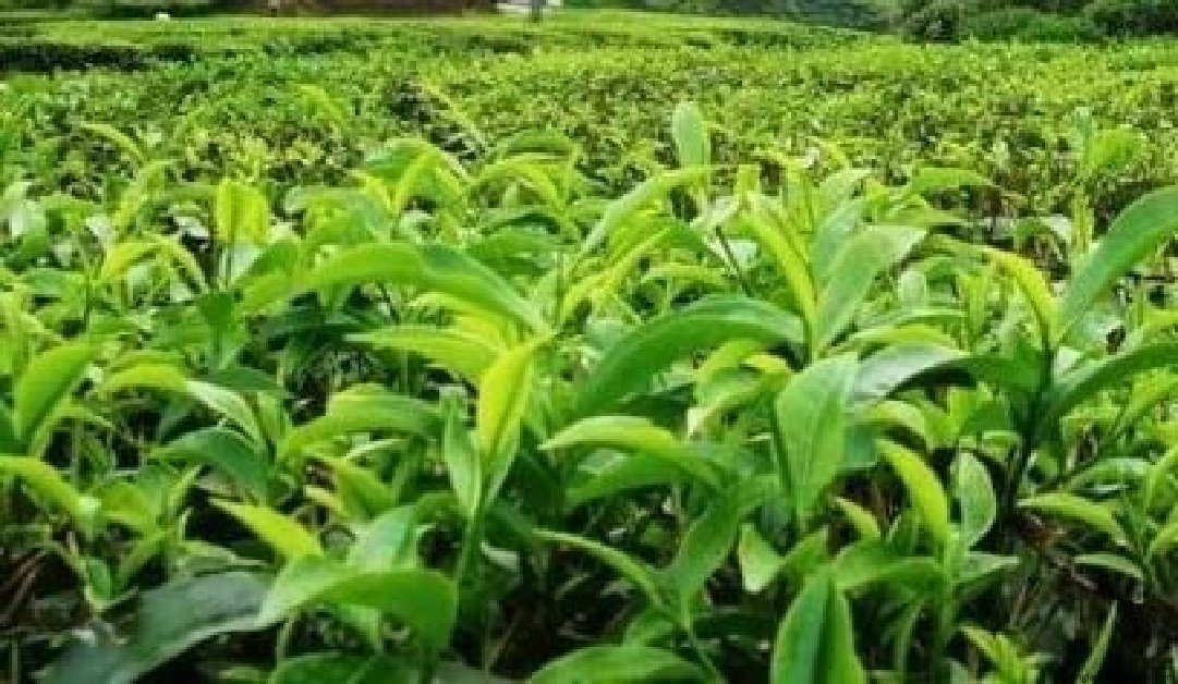 চা বাগানের নারী শ্রমিকদের বিদ্যমান পরিস্থিতি নিয়ে গবেষণা প্রতিবেদন প্রকাশিত 1 চা বাগানের নারী শ্রমিকদের বিদ্যমান পরিস্থিতি নিয়ে গবেষণা প্রতিবেদন প্রকাশিত
