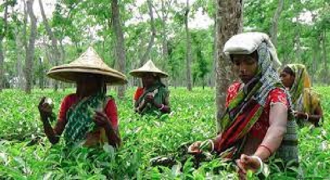 চা বাগানের নারী শ্রমিকদের বিদ্যমান পরিস্থিতি নিয়ে গবেষণা প্রতিবেদন প্রকাশিত 2 চা বাগানের নারী শ্রমিকদের বিদ্যমান পরিস্থিতি নিয়ে গবেষণা প্রতিবেদন প্রকাশিত