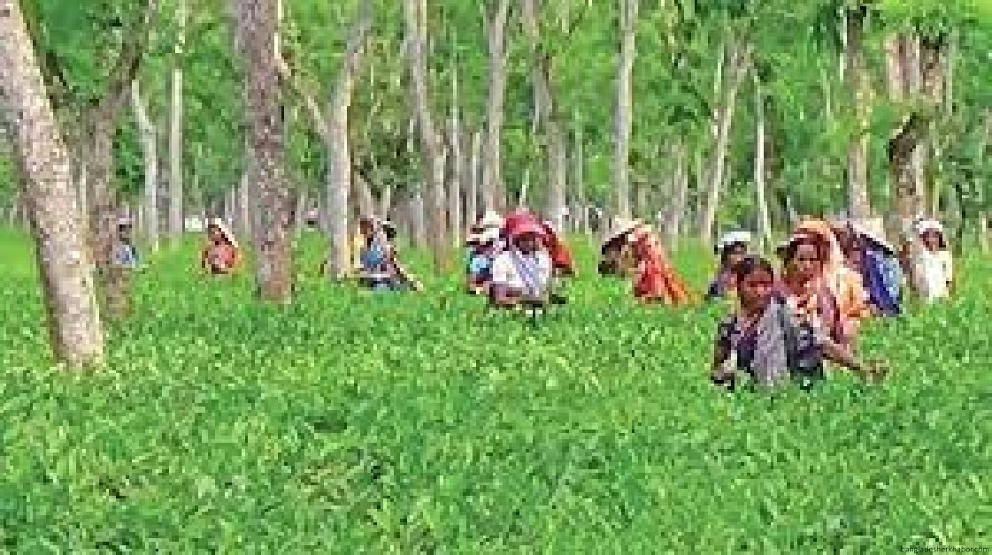 চা বাগানের নারী শ্রমিকদের বিদ্যমান পরিস্থিতি নিয়ে গবেষণা প্রতিবেদন প্রকাশিত 3 চা বাগানের নারী শ্রমিকদের বিদ্যমান পরিস্থিতি নিয়ে গবেষণা প্রতিবেদন প্রকাশিত
