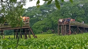 বৌ-ভাতের অনুষ্ঠানে আসার পথে সেতু ভেঙে মাইক্রোবাস খালে, নিহত ৯